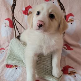Lucy - Gold female Border Collie puppy in Watsontown, Pennsylvania from Kate Gresham
