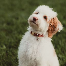 Archie - Goldendoodle