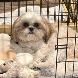 Maggie - Shih Tzu