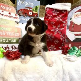 Border Collie and Jack Russell Terrier Puppies from CP FARMS BORDER COLLIES N JACKS CORP