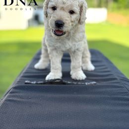 Luna - Cream female Goldendoodle puppy in Richmond, Virginia from Diverse Nurturing Affectionate Doodle Kennel