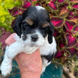 Boy 2 - Black white and tan male Cocker Spaniel puppy in Beech Island, South Carolina from Mike's Best Friends