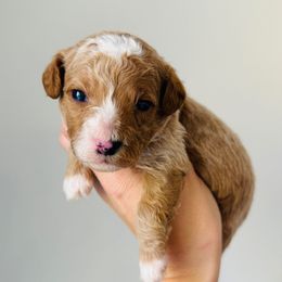 Cooper - Apricot male Goldendoodle puppy in Auburn, Indiana from Martin’s Doodles