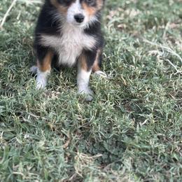 Toy Australian Shepherd Puppies from Carlsbad Toy Aussies