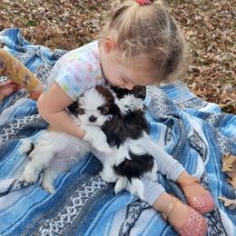 Shih Tzu Puppies from Tiny Bubbles Shih Tzus