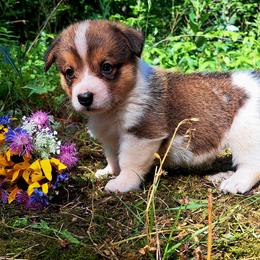 Martha Washington - Sable and white female American Corgi puppy in Gouverneur, New York from St. Lawrence Corgis