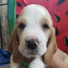 Basset Hounds from Booth's Beach Bassets