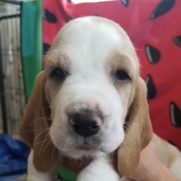 Basset Hounds from Booth's Beach Bassets