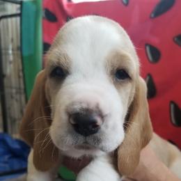 Basset Hounds from Booth's Beach Bassets