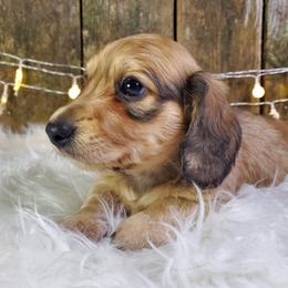 Caroline - Sable female Dachshund puppy in Mountain Grove, Missouri from Callaway Country Dachshunds