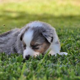 Australian Shepherd Puppies from Dovehawk Australian Shepherds