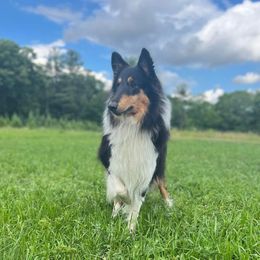 Mysty - Collie