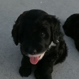 Sheepadoodle Puppies from Riley Grace Puppies