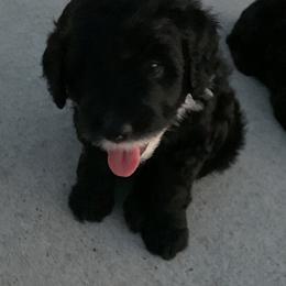 Sheepadoodle Puppies from Riley Grace Puppies