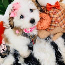 BETSY - Parti female Maltipoo puppy in Sugar Land, Texas from Celebrity Maltipoos