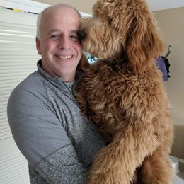 Goldendoodle Puppies from Mountainside Goldendoodle