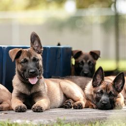 Belgian Malinois Puppies from Blue Shield Malinois