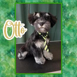 Miniature Schnauzer Puppies from Du Lac Miniature Schnauzers
