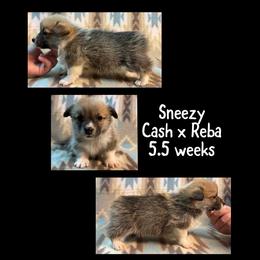 Sneezy - Red male Pembroke Welsh Corgi puppy in Stephenville, Texas from Rising JM Pembrokes