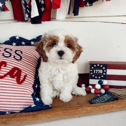 Buzz - White male Cavapoo puppy in Mesa, Arizona from Pedersendoodles
