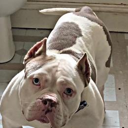 American Bullies from Archrival Bullies