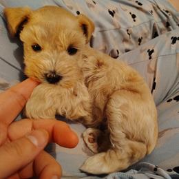 Carla beige - Wheaten female Miniature Schnauzer puppy in Florida from Central Florida Schnauzers