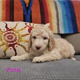 Poodle Puppies from Arizona's Once Upon A Boston and Poodle ❤️