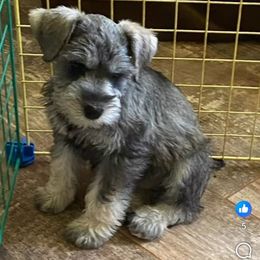 Girl 1 - Salt and pepper female Miniature Schnauzer puppy in Hiddenite, North Carolina from Beyond Blessed Pawz