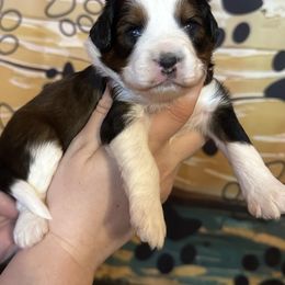 Girl 2 - Red tri-color female Aussiedoodle puppy in Hillsboro, Illinois from Perfect Paws Puppies
