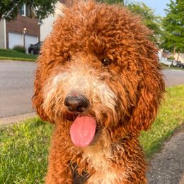 Ranger - Goldendoodle