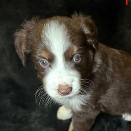Miniature American Shepherds from Kayla Tarver
