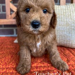 Teacher's Pet - Red  female Goldendoodle puppy in Sunman, Indiana from Brunsman Country Doodles LLC