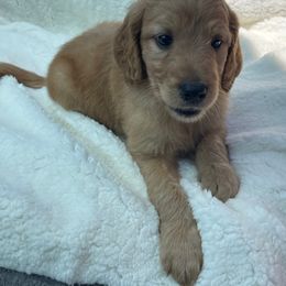 Aussiedoodle and Goldendoodle Puppies from KJ Doodles