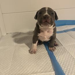 American Bully Puppies from M&M XL Bully Kennel