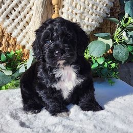 Toni - Black male Cockapoo puppy in Dothan, Alabama from Farquharson's Poodles&Doodles