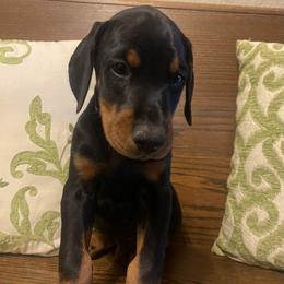 Grant - Black and rust male Doberman Pinscher puppy in Boyd, Texas from Team Feem Breeders