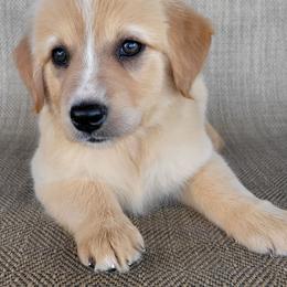 Candy Australian Retriever - Yellow female Australian Shepherd puppy in Limestone, Tennessee from Pilot Hill Teddy Bear Puppies