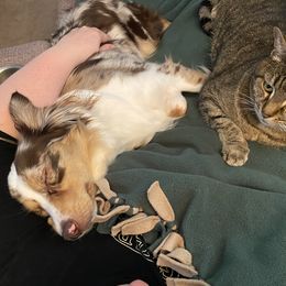 Miniature Australian Shepherds from Arnold’s Aussies
