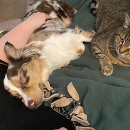 Miniature Australian Shepherds from Arnold’s Aussies