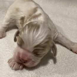 Girl 4 - Red and white female Cocker Spaniel puppy in Rising Sun, Maryland from Palmtree Cockers