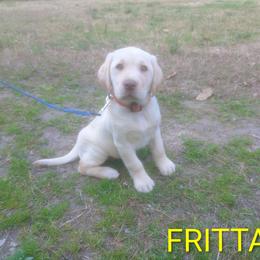 Frittata (Yellow Collar) - Yellow female Labrador Retriever puppy in Prince George, Virginia from Kingdom Kenelz Labradors