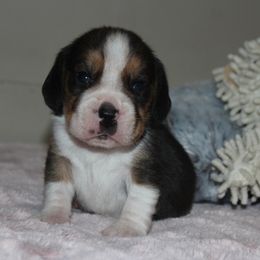 Paris - Black tan and white female Beagle puppy in Morrill, Kansas from Kelle Beagles