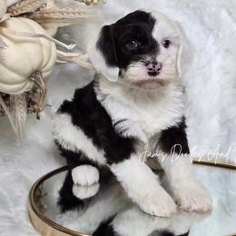 Tackle - Brown and white male Sheepadoodle puppy in Cleveland, Georgia from Jam's Doodles And Poodles
