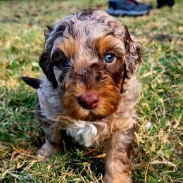 Cosmo - Red merle male Aussiedoodle puppy in Marietta, Georgia from Dogwood Family Doodles