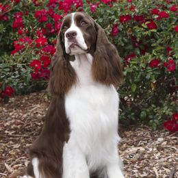 Avery - English Springer Spaniel