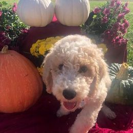 Assorted Doodle Crosses from Silver Eagle Kennels