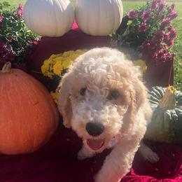 Assorted Doodle Crosses from Silver Eagle Kennels