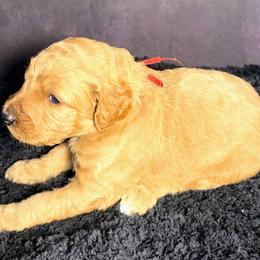 Boy 1 - Red male Shih Tzu puppy in Ocala, Florida from Mimi's Shih-tzus of Ocala