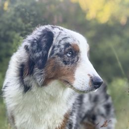 Xtra - Blue merle male Miniature American Shepherd puppy in Greenville, South Carolina from QC Homestead Miniature Australian Shepherds