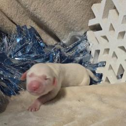Cinnamon - White and black female Dalmatian puppy in Claremore, Oklahoma from Lotsofdots Dalmatians